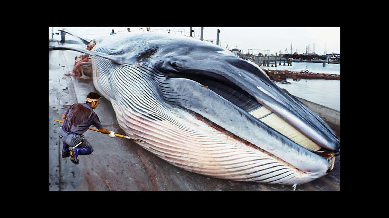 Whale Meat Cutting Skill in Japan