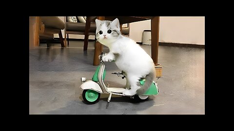 Very funny cat videos that make you laugh #28 | Cats and Dogs | Cute Cute Cat