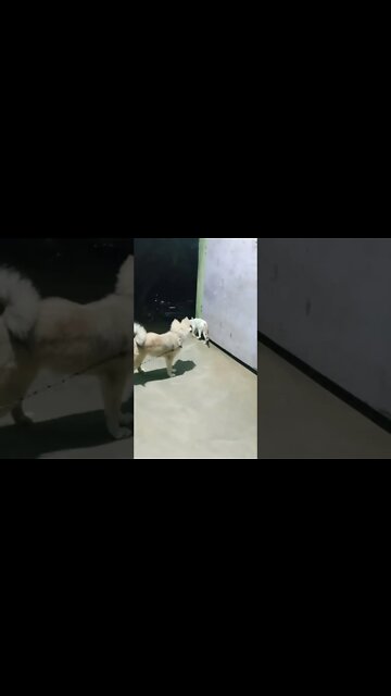 Showing my puppy how to fetch a Golden Ale #goldenretriever #dog