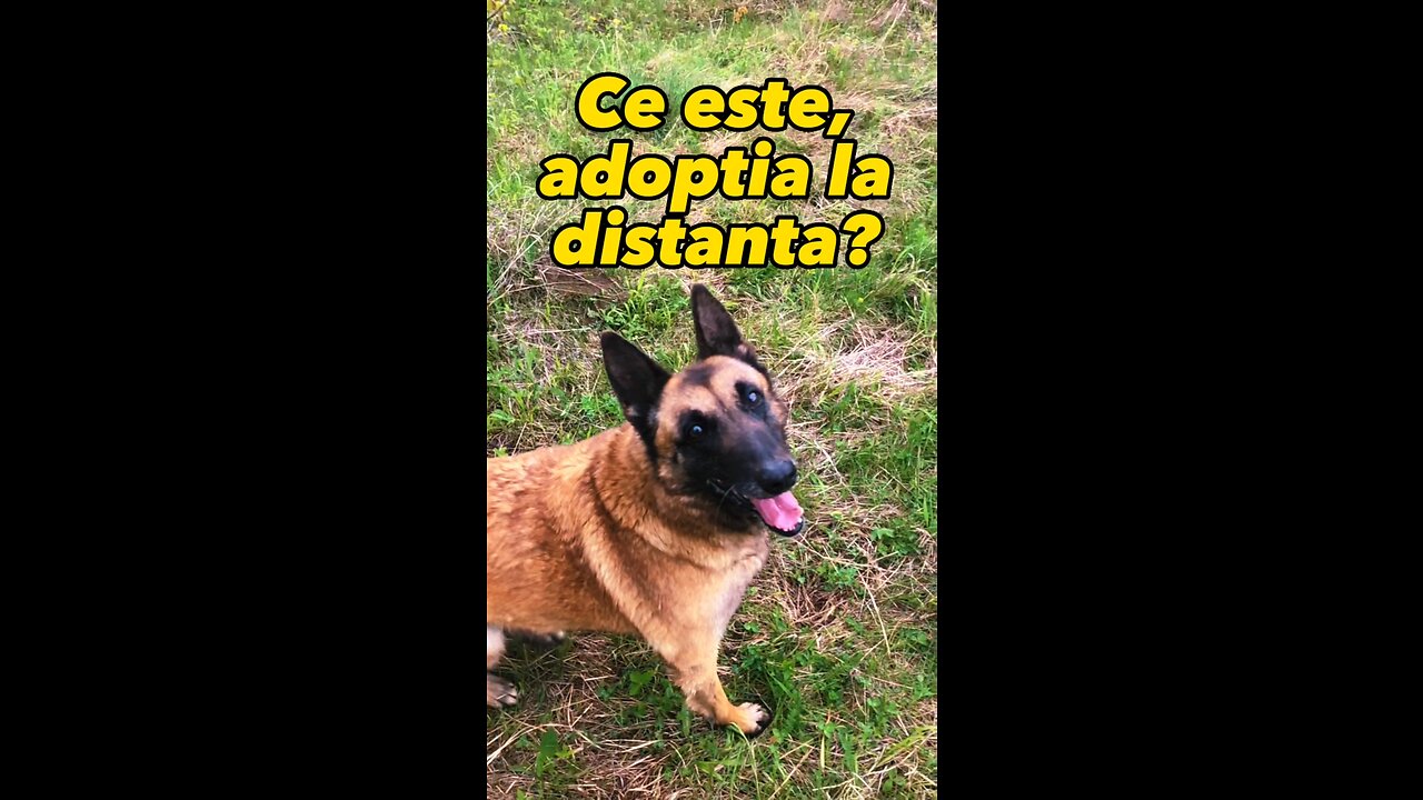 Ce este Adoptia la distanta