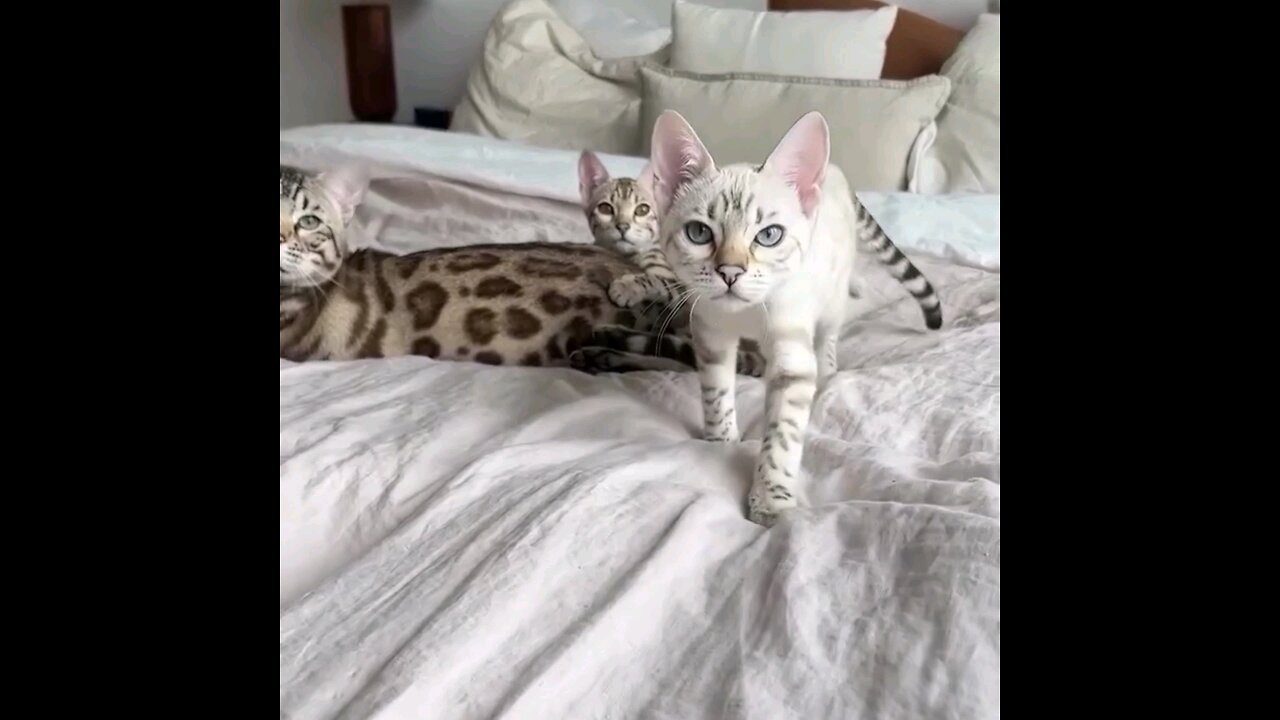 Beautiful slim cats see different🤔 Amazing video