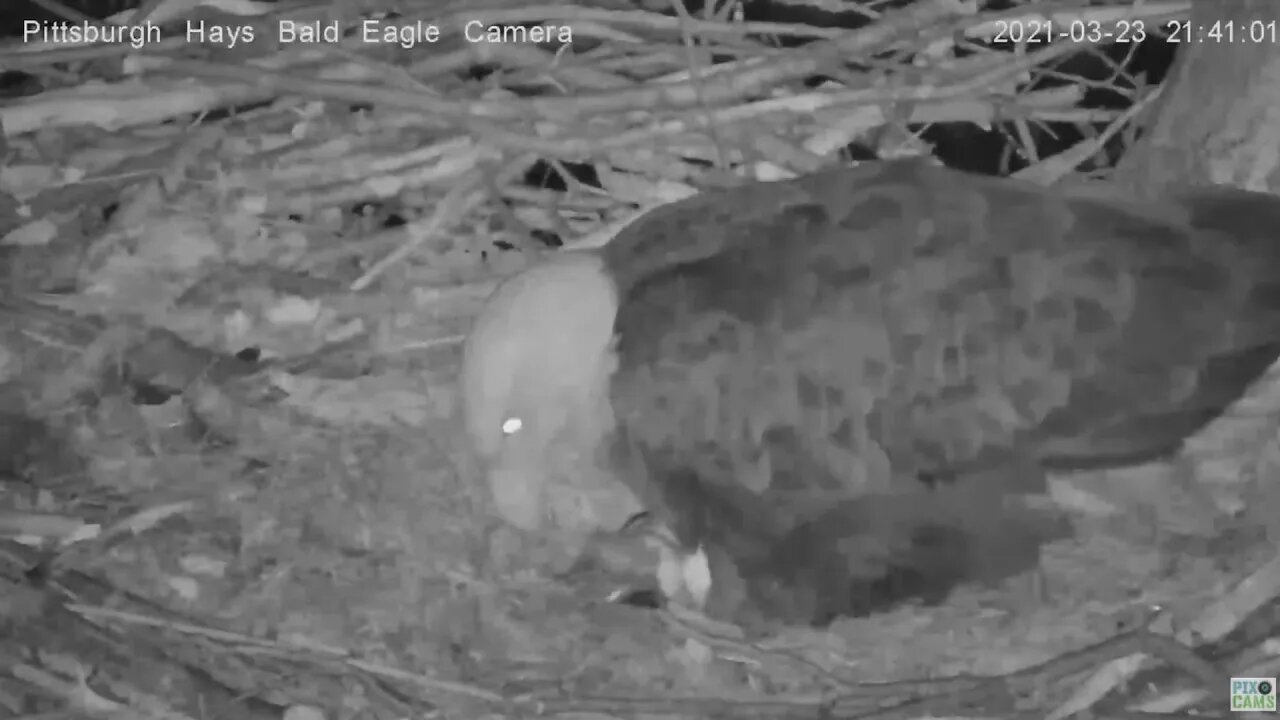 Hays Eagles H14 almost here 2021 03 24 21:41