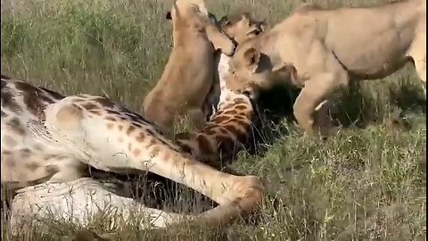 Lion Eat Giraffe 🦒