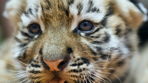 Cute Siberian Tiger Cubs