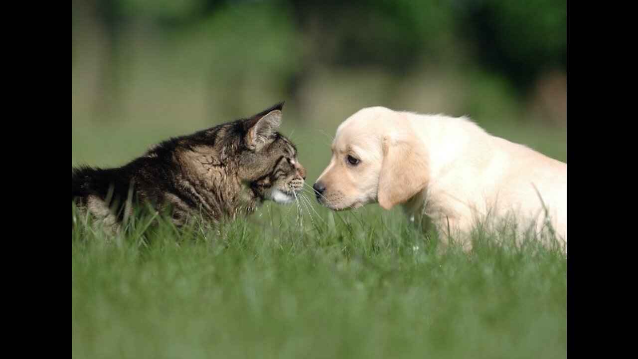 Very funny Puppies Meet Cat