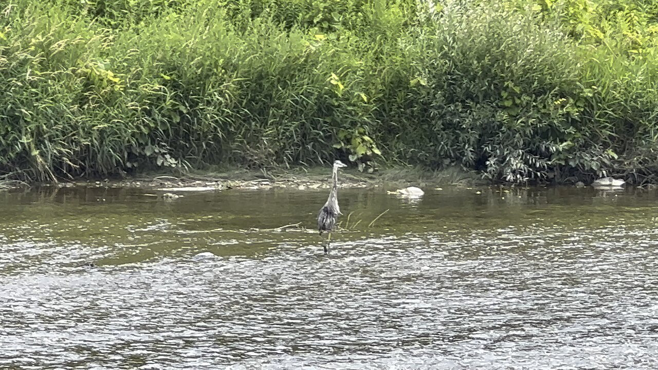 Might be a juvenile Great Blue Heron