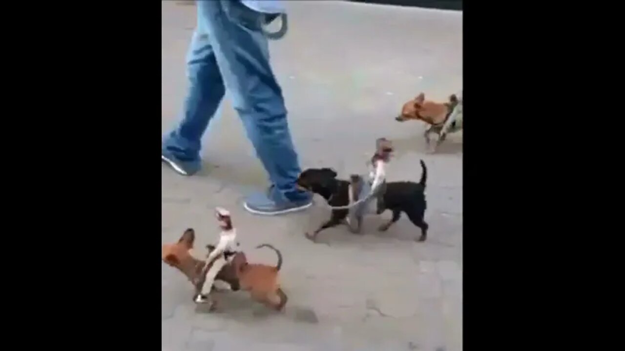 Hundebonanza!^^