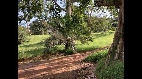 Botanical gardens Uganda