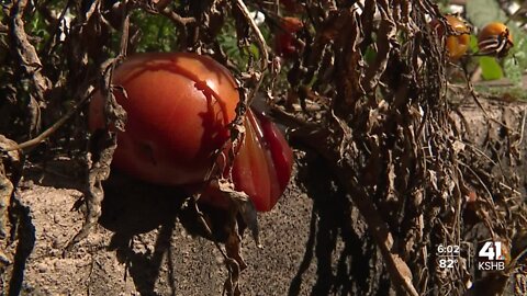 Kansas City consumers could feel pain of drought through price of groceries