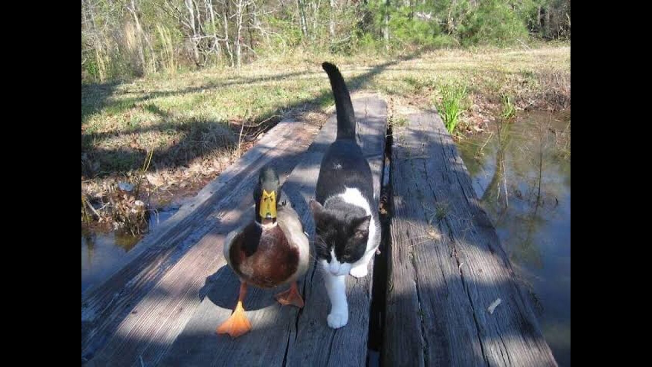 🤣🤣😂 Cat vs duck fight 🦆 😅😂 funny cat duck fight