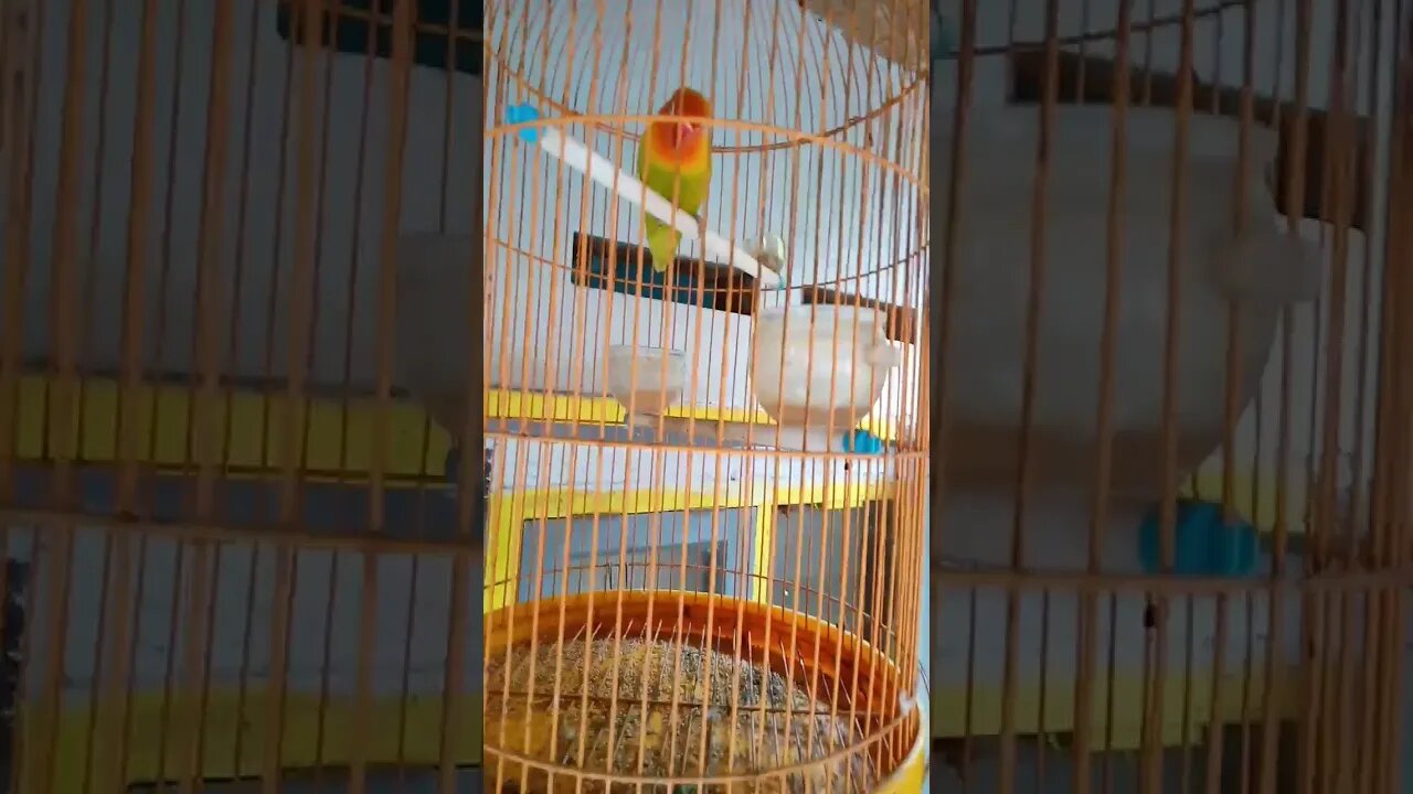 Burung LoveBird Ngekek