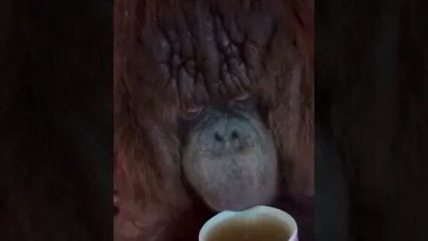 Orangutan having some hot tea - Daily Dose of Nature