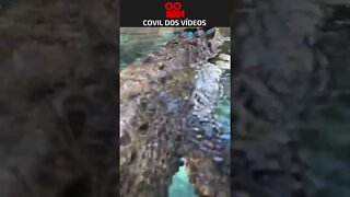 veja o jacaré mais estiloso de todos