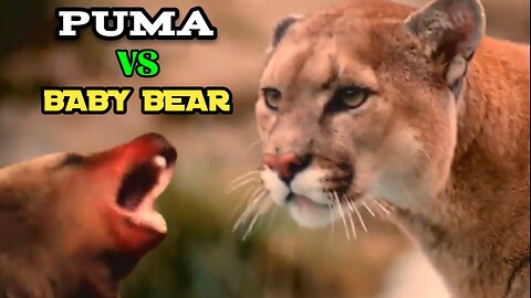 Puma vs Baby Bear| Puma Trying To Hunt Baby Bear But Failed |