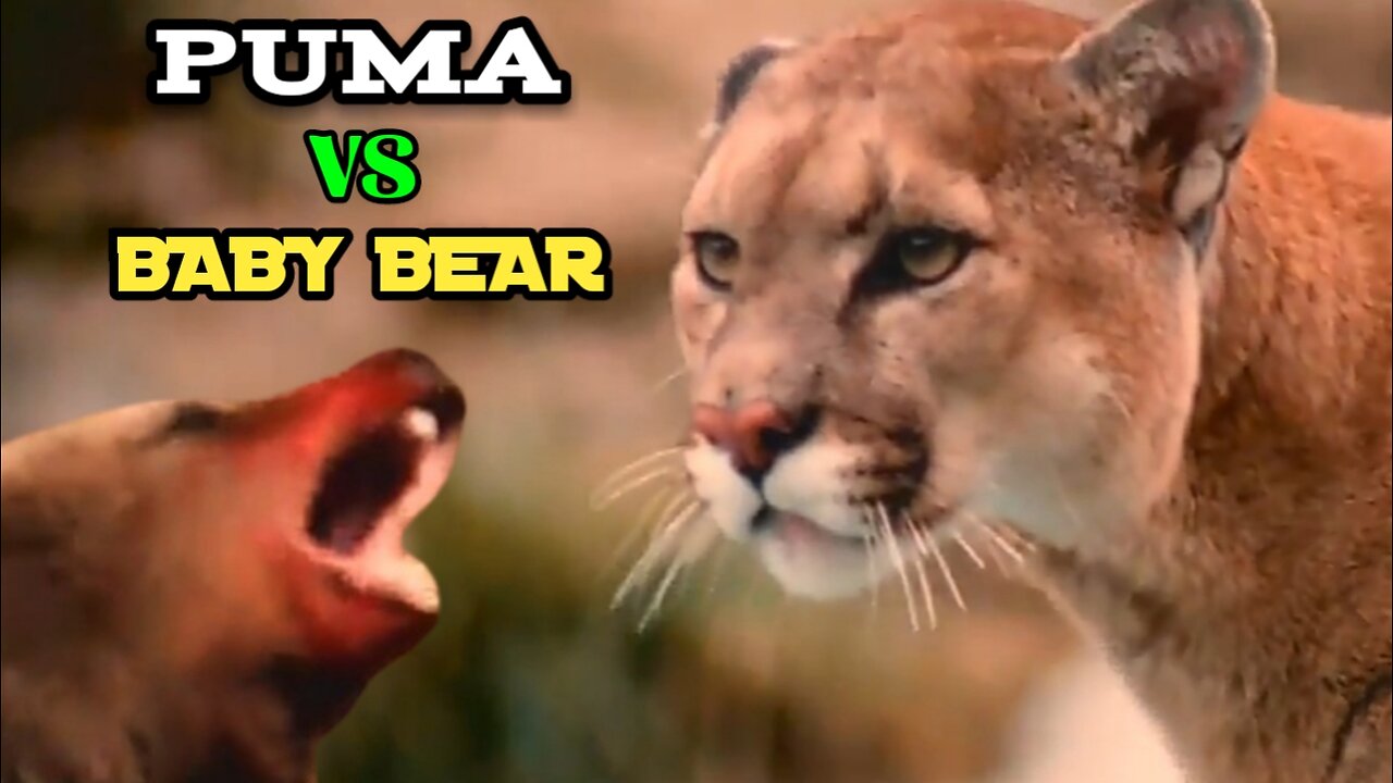 Puma vs Baby Bear| Puma Trying To Hunt Baby Bear But Failed |