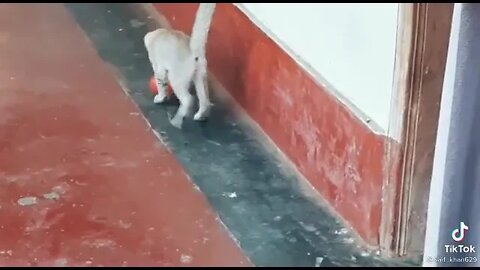 Funny & Cute Cats Compilation #tiktok #shorts 😻 #ytshorts #cute #cat #youtube #youtubeshorts