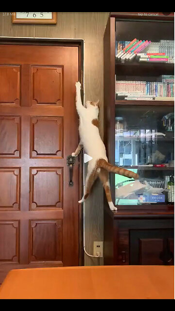 The Great Cat Escape