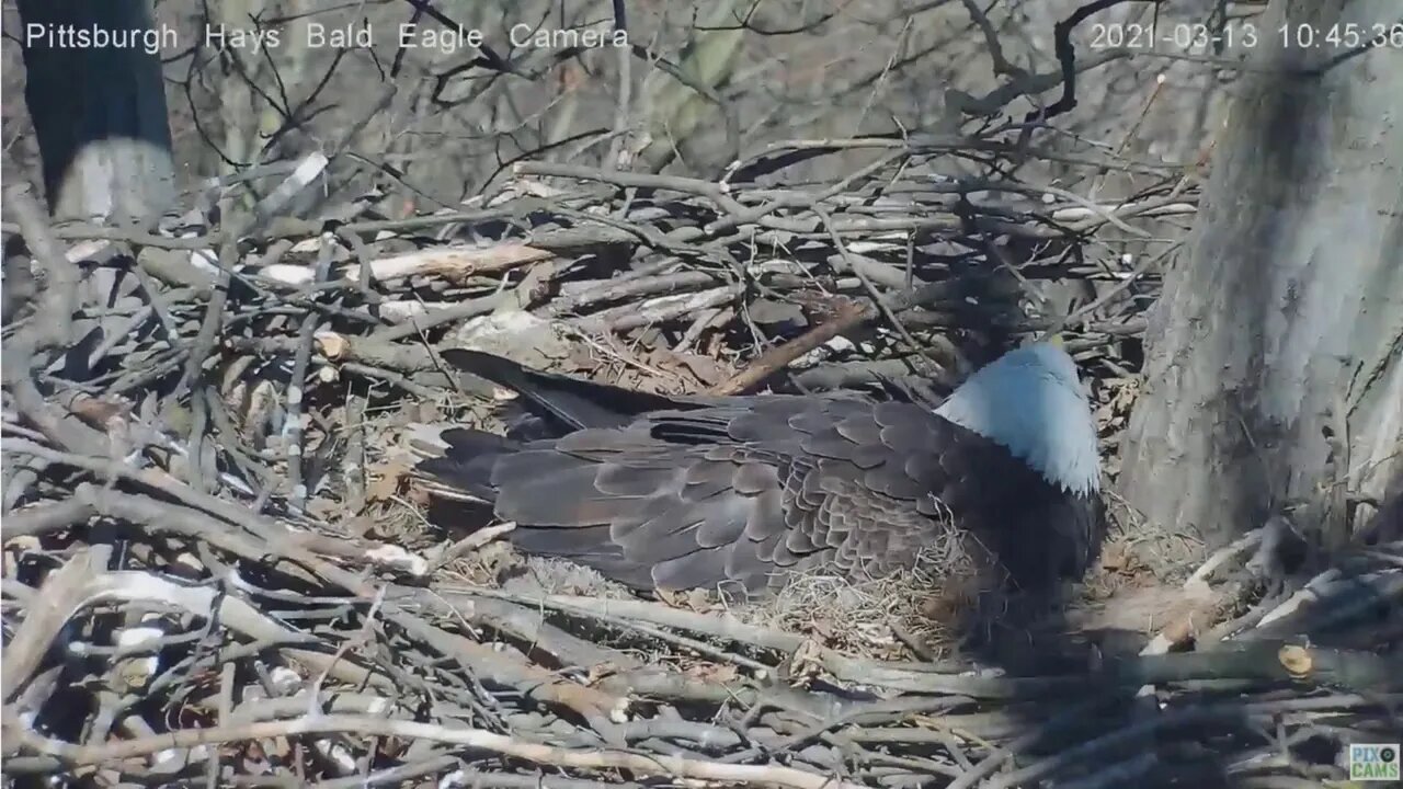 Hays Eagles Red Tail Hawk harasses Hays Female 2021 03 13 10:44AM