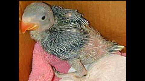 Ringneck chick self feeding by Pair first time hatched full eggs