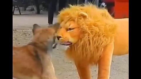 Troll Prank Dog Funny & fake Lion and Fake Tiger Prank To dog & Huge Box Prank to dog