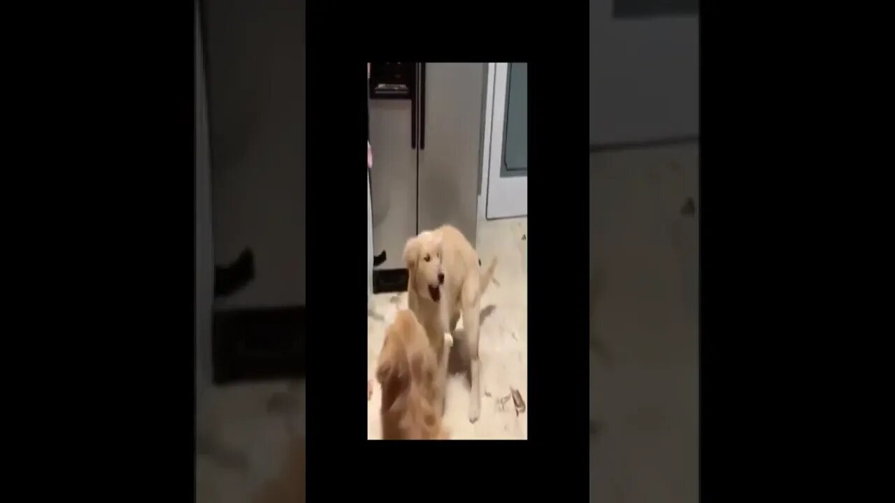 dog video 116