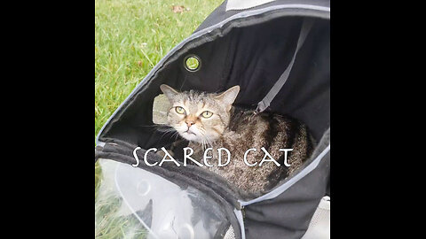 Home Cat scared to go out #scaredcat #funnyanimals