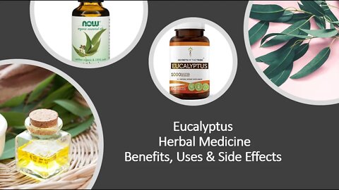 Eucalyptus Herbal Medicine Benefits, Uses & Side Effects