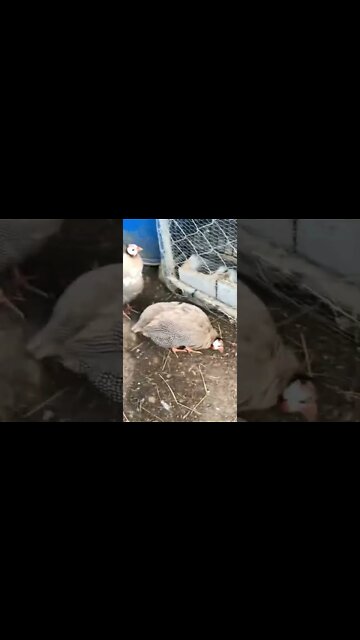 Brown guinea fowl second day free ranging in their new home.