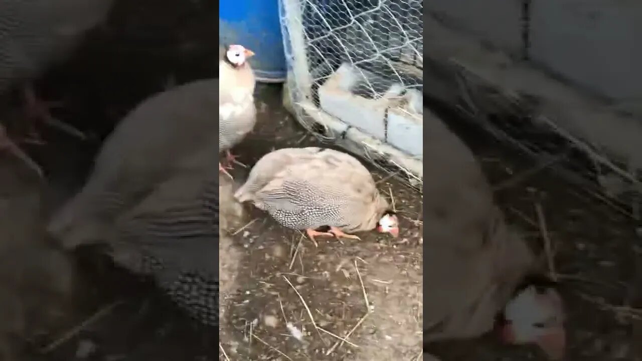 Brown guinea fowl second day free ranging in their new home.