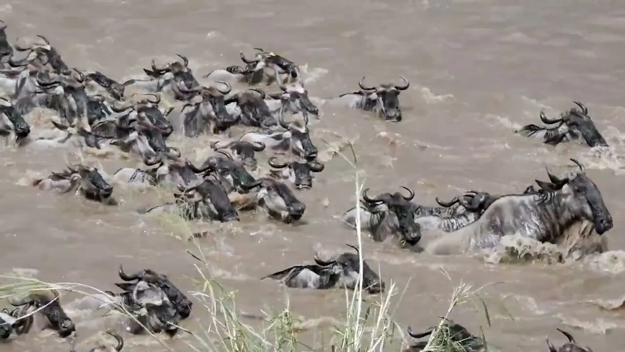 Gnus crossing a river - Tanzania