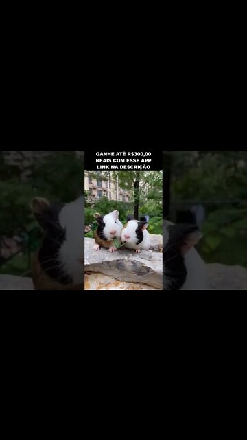 A dama e o vagabundo de um jeito diferente