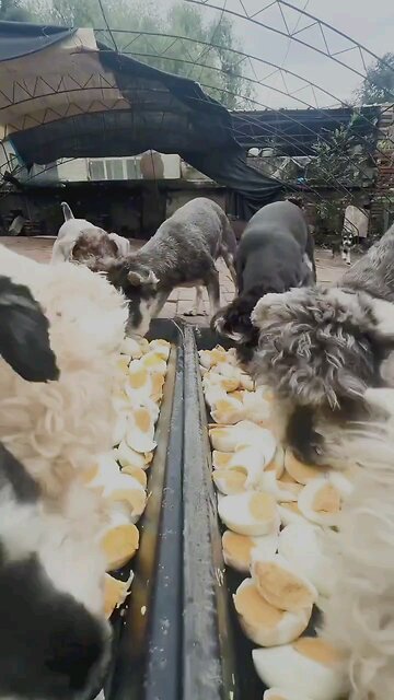 dog love eggs #viral #dogs #food