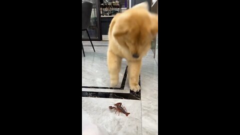 Dog scared of tiny animal