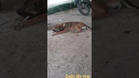 oh my god the dog chewed on the bone