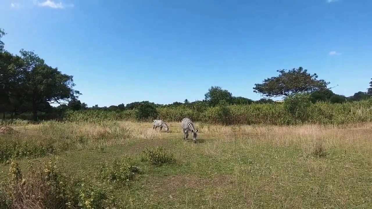 Zebras Family Wild Animals Graze In Meadow Asian National Zoo Singapore