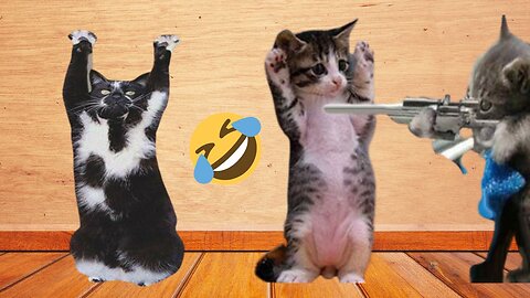 Funny cats competition latest 2023 Pt1/Funny cats videos