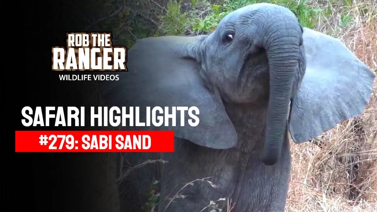 Safari Highlights #279: 06 - 08 July 2014 | Sabi Sand Nature Reserve | Latest Wildlife Sightings