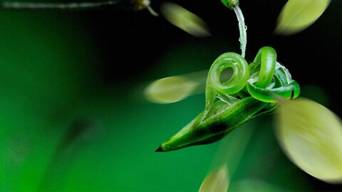 These Exploding Plants Will Blow Your Mind