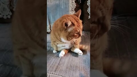 kucing 😳🤭