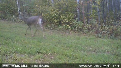 Whitetail Chase