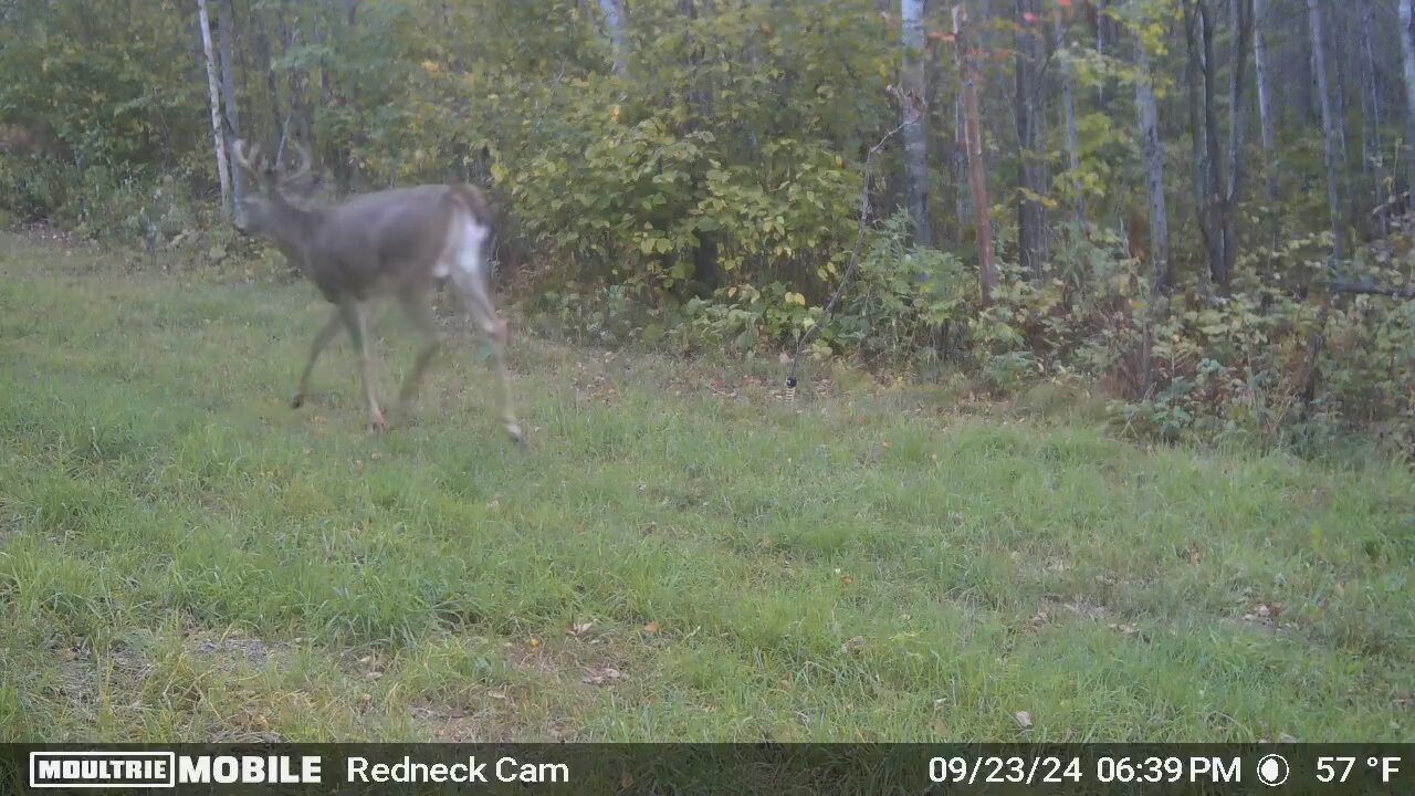 Whitetail Chase