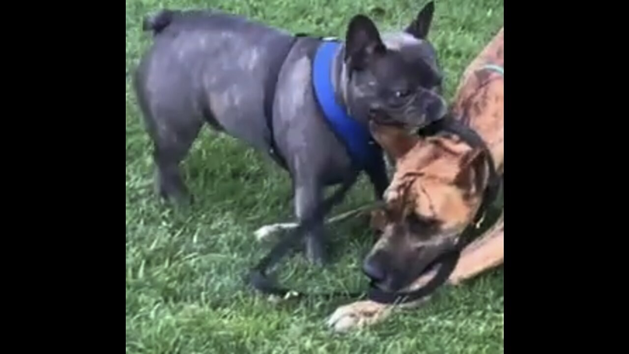 Frenchie walks the Dane