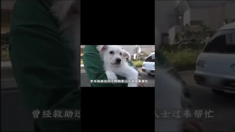 狗妈在孤岛上苦寻小奶狗，三个月后相见幼崽时却认不出#善待动物关爱生命#狗狗#传递正能量#救助流浪狗#万物皆有灵性#动物世界