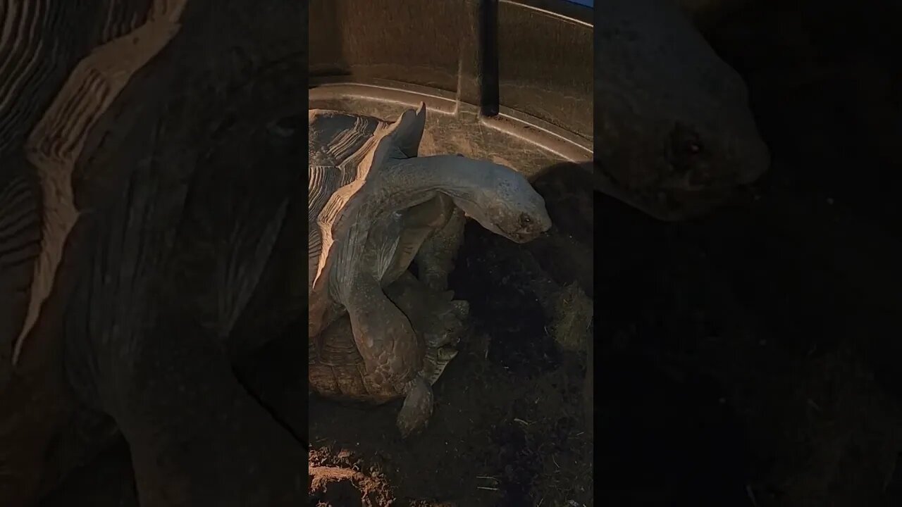 pervert Sulcatta tortoise