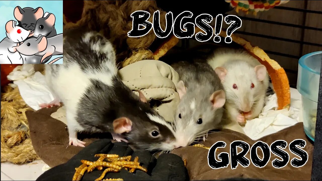 Pet Rats EATING BUGS? GROSS! 🤮! #111 #subscribe #rats #animals