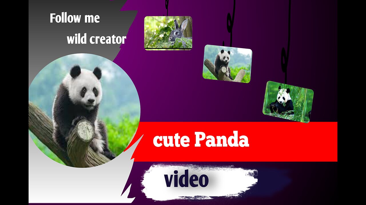 Panda video