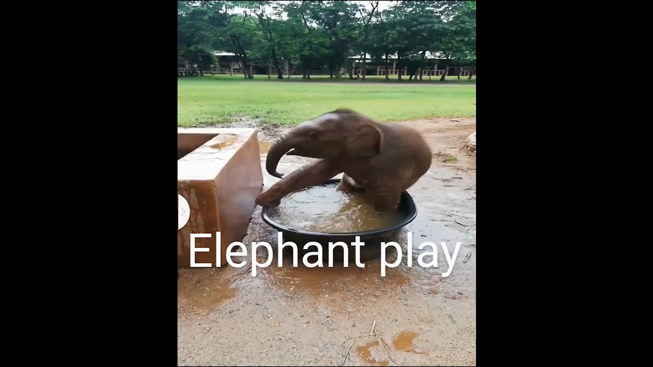 Elephant play