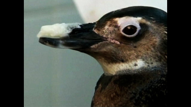 Penguin Gets Prosthetic Beak