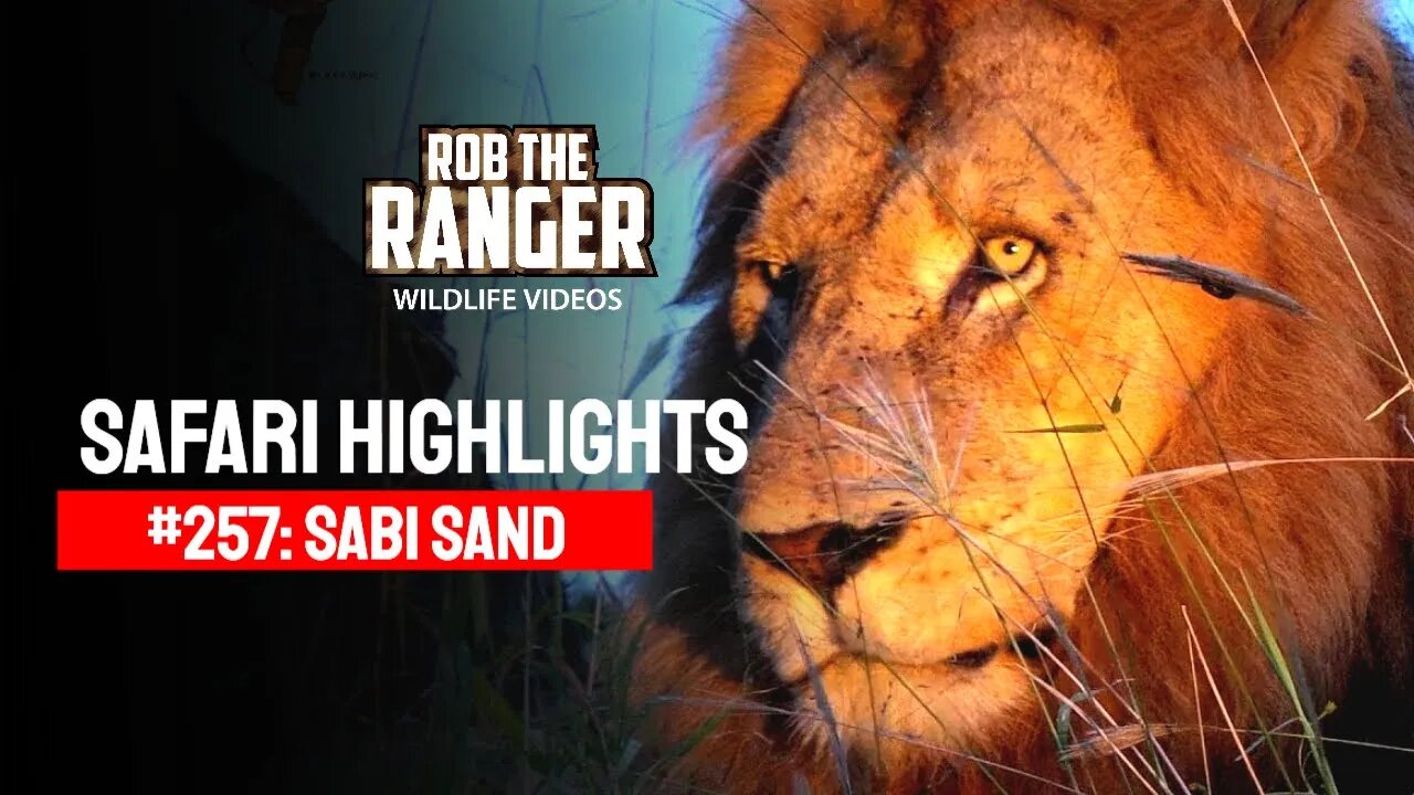 Safari Highlights #257: 03 - 05 March 2014 | Sabi Sand Nature Reserve | Latest Wildlife Sightings