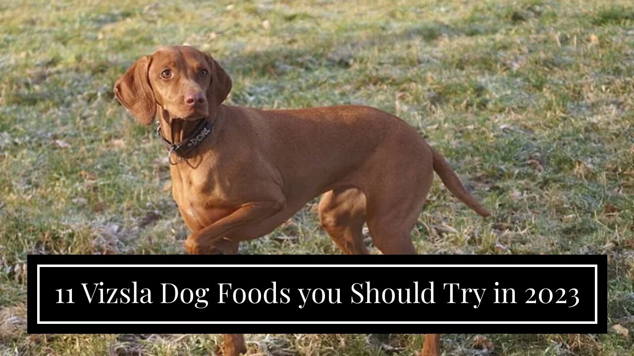 11 Vizsla Dog Foods you Should Try in 2023